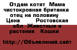 Отдам котят. Мама чистокровная британка, отец на половину. › Цена ­ 50 - Ростовская обл. Животные и растения » Кошки   